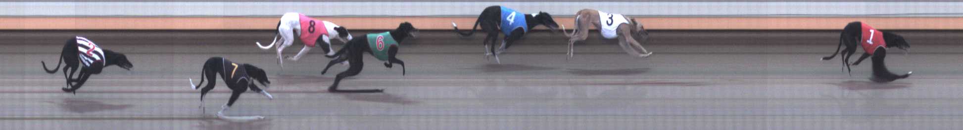 Photo finish for Warrnambool Race 5