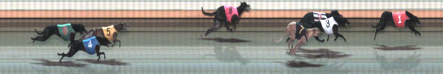 Photo finish for Warrnambool Race 8