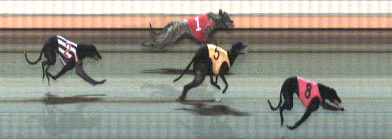Photo finish for Warrnambool Race 12
