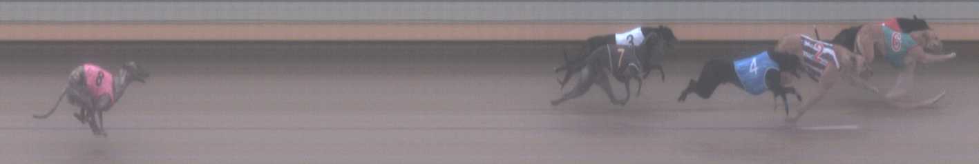 Photo finish for Warrnambool Race 1
