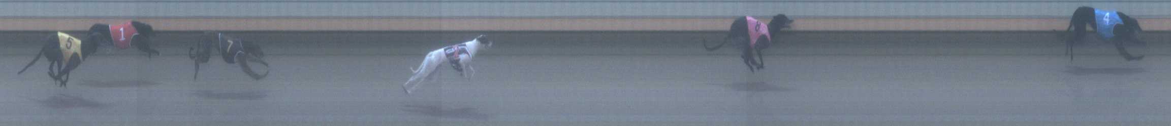 Photo finish for Warrnambool Race 2