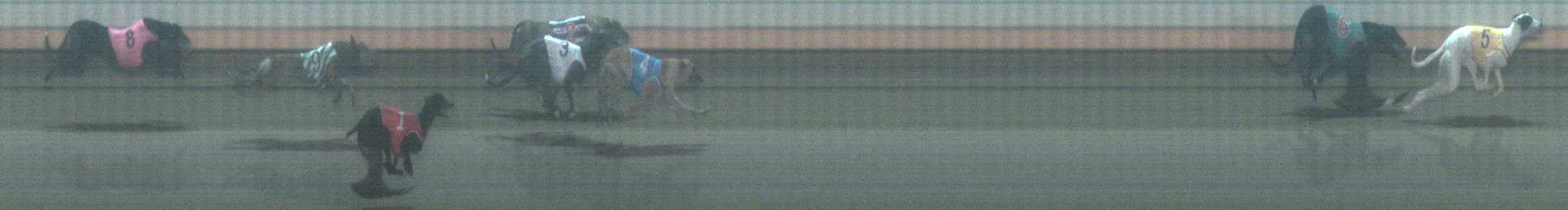 Photo finish for Warrnambool Race 8