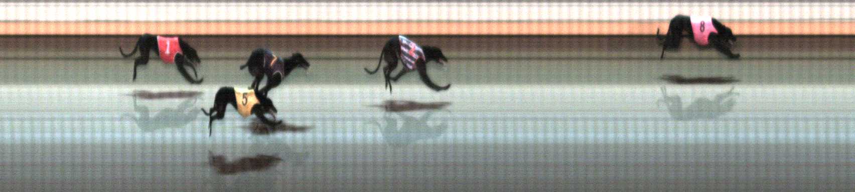 Photo finish for Warrnambool Race 12