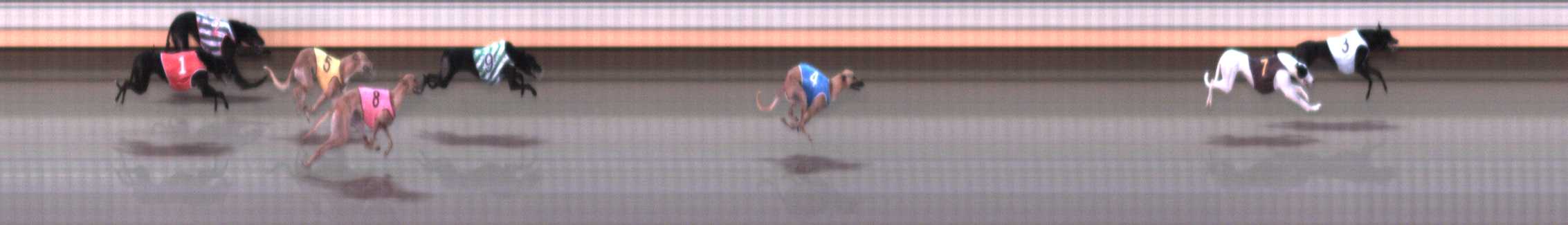 Photo finish for Warrnambool Race 6