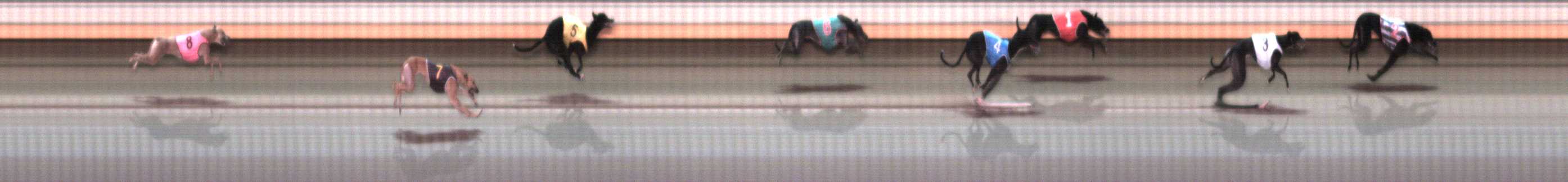 Photo finish for Warrnambool Race 7