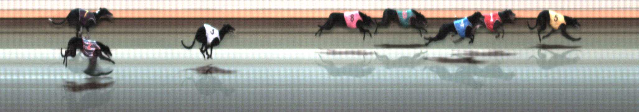 Photo finish for Warrnambool Race 8