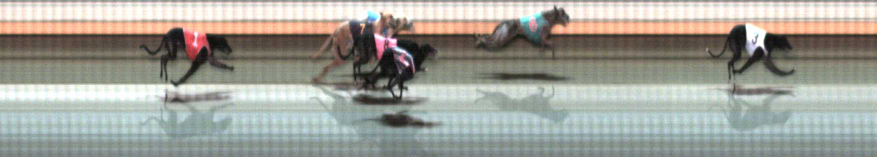 Photo finish for Warrnambool Race 9