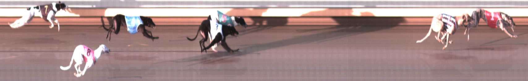 Photo finish for Warrnambool Race 3