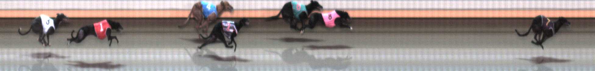 Photo finish for Warrnambool Race 5