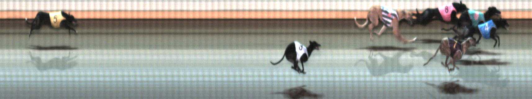 Photo finish for Warrnambool Race 7