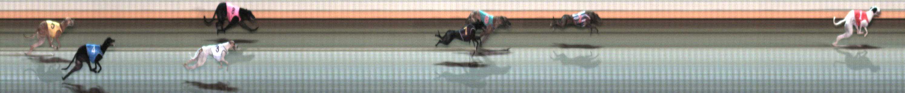Photo finish for Warrnambool Race 8