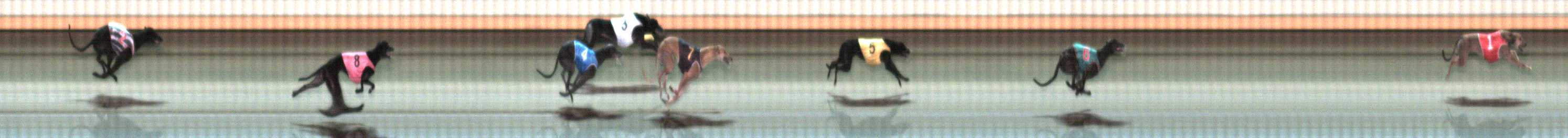 Photo finish for Warrnambool Race 10