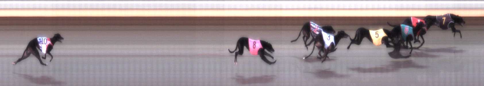 Photo finish for Warrnambool Race 6