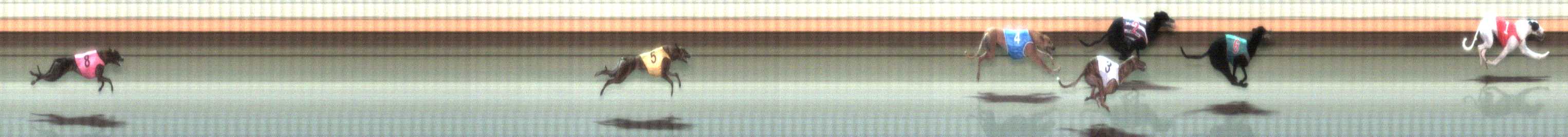 Photo finish for Warrnambool Race 8