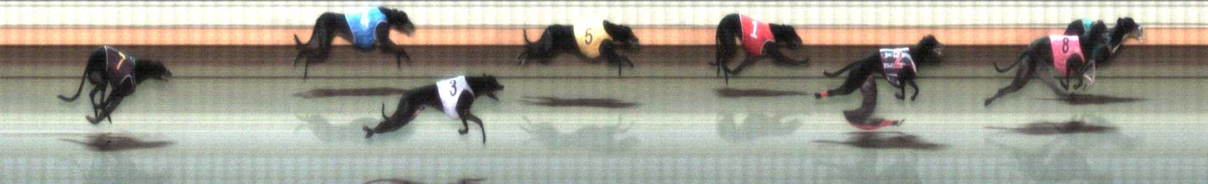 Photo finish for Warrnambool Race 9