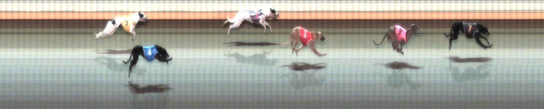 Photo finish for Warrnambool Race 10