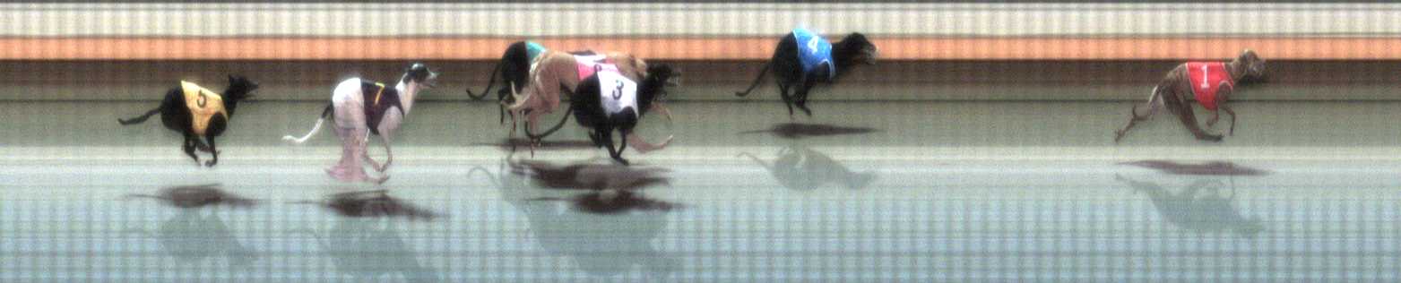 Photo finish for Warrnambool Race 2
