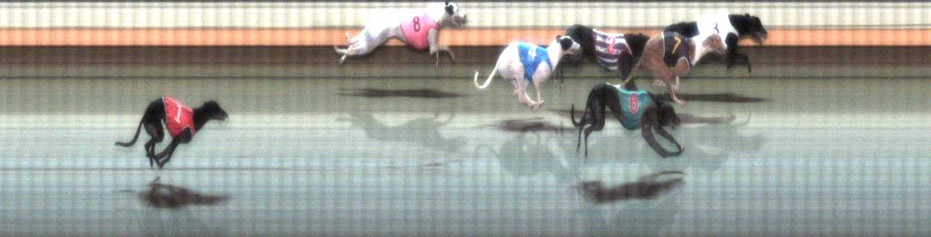 Photo finish for Warrnambool Race 5