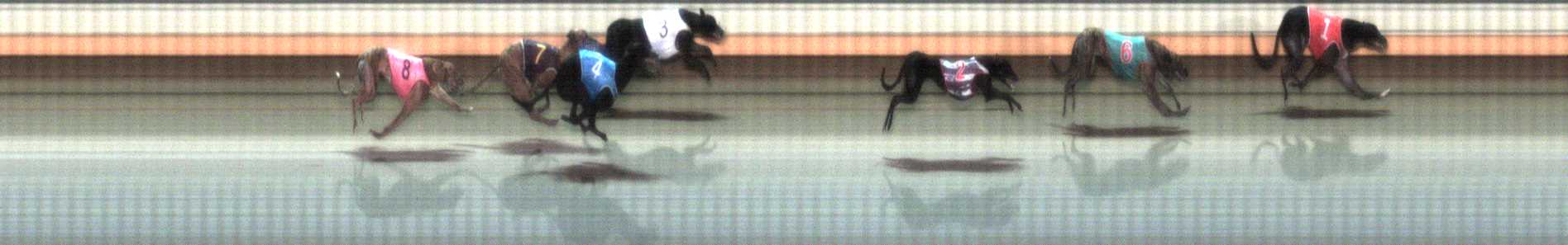 Photo finish for Warrnambool Race 7