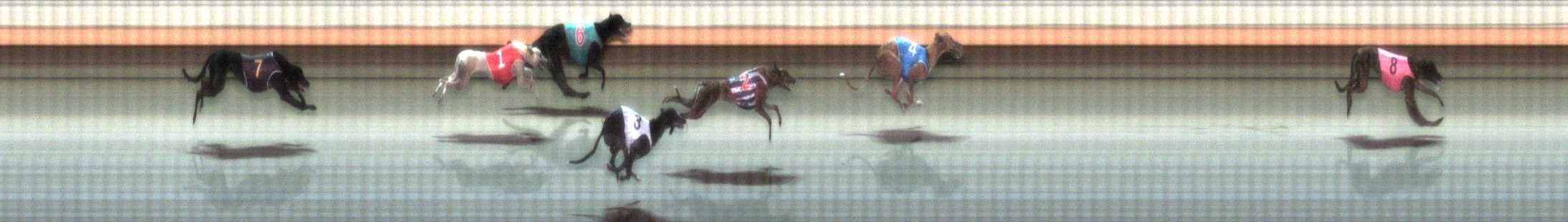 Photo finish for Warrnambool Race 8