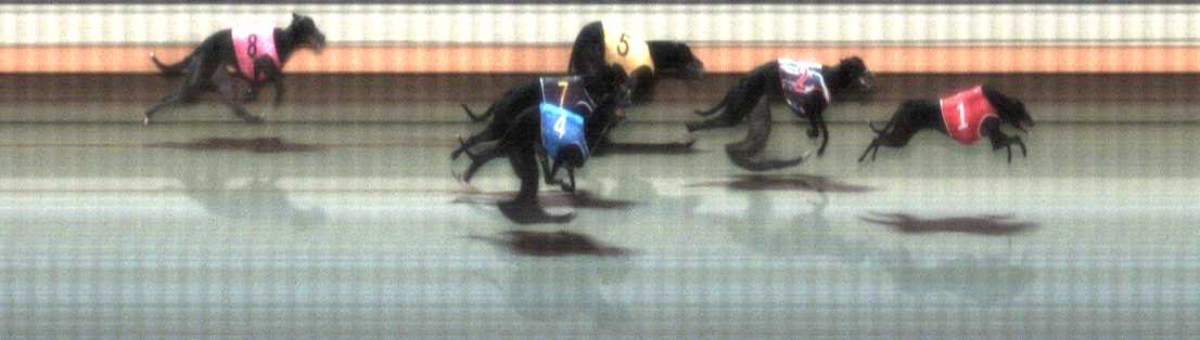Photo finish for Warrnambool Race 9