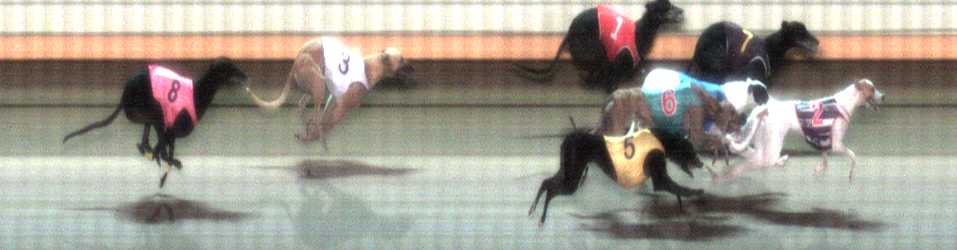 Photo finish for Warrnambool Race 8