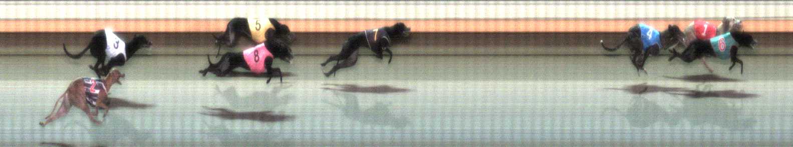Photo finish for Warrnambool Race 11