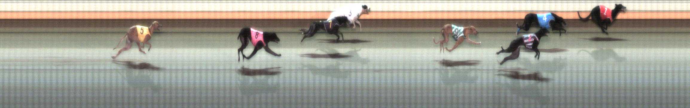 Photo finish for Warrnambool Race 10