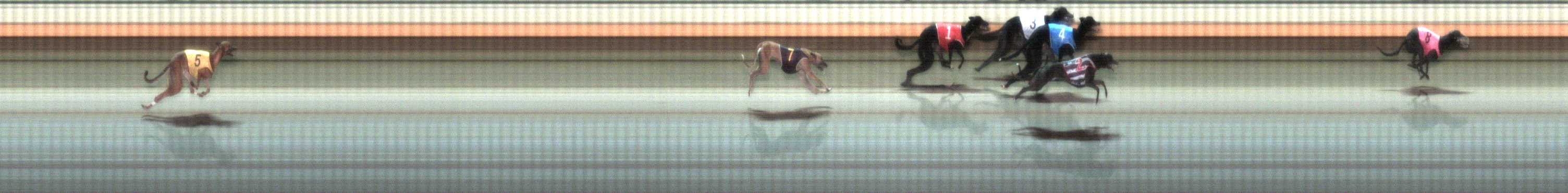 Photo finish for Warrnambool Race 5