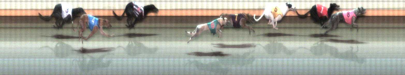 Photo finish for Warrnambool Race 6