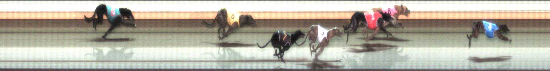 Photo finish for Warrnambool Race 8