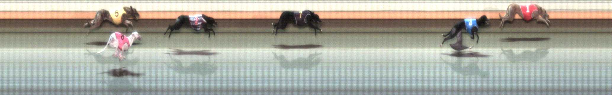 Photo finish for Warrnambool Race 9