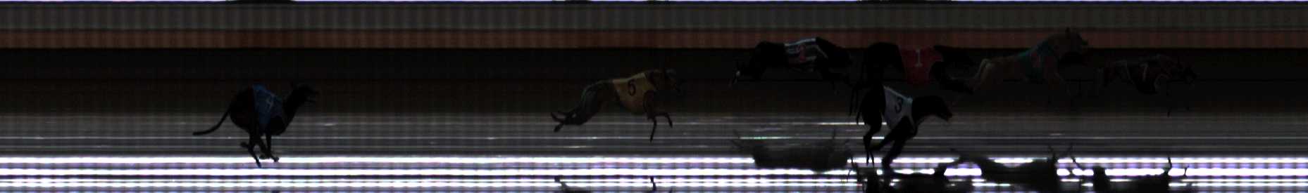 Photo finish for Warrnambool Race 5