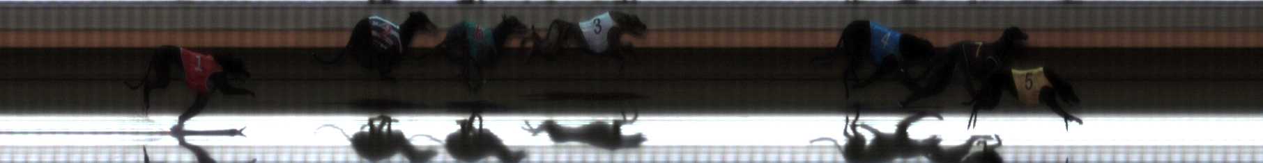 Photo finish for Warrnambool Race 8