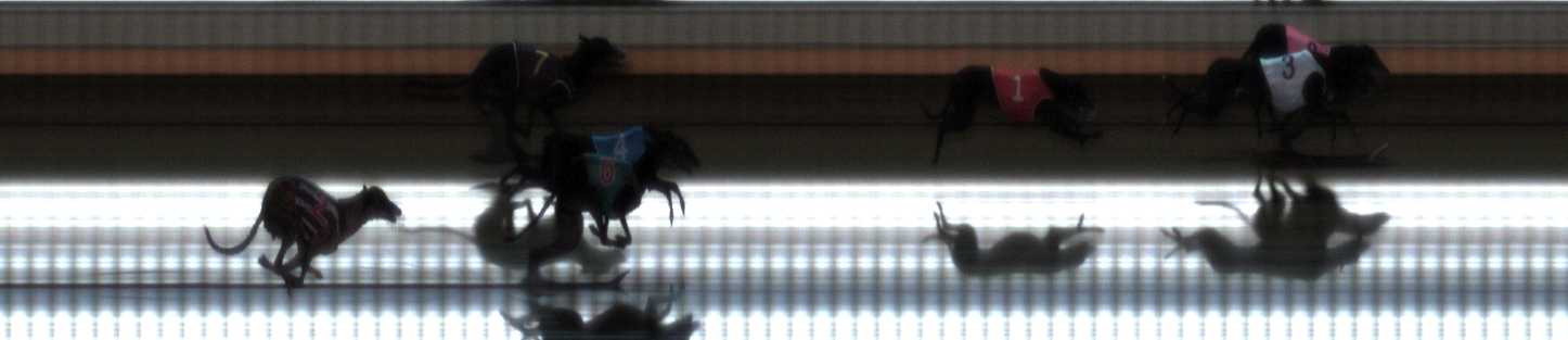 Photo finish for Warrnambool Race 9