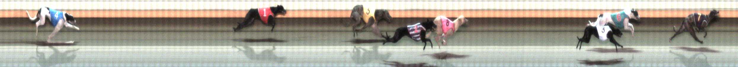 Photo finish for Warrnambool Race 4