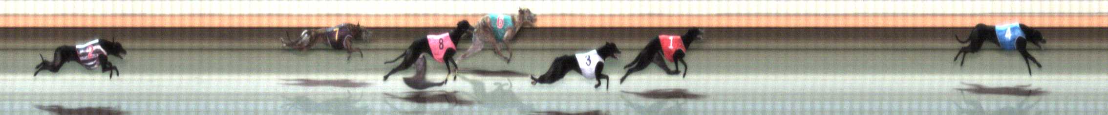 Photo finish for Warrnambool Race 5