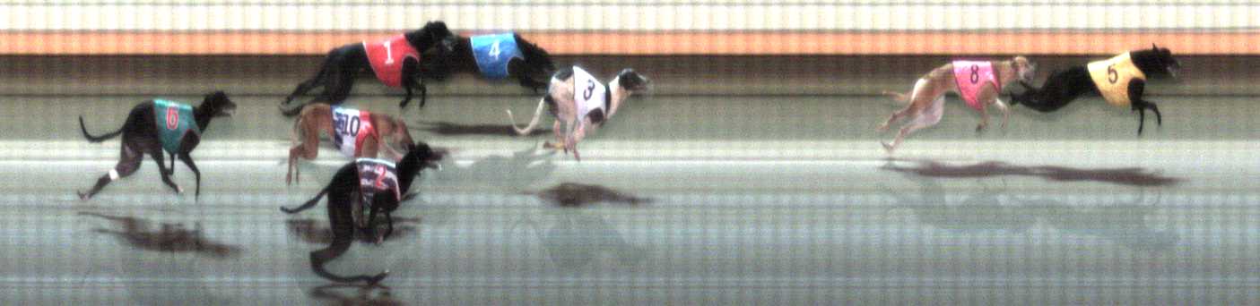 Photo finish for Warrnambool Race 6