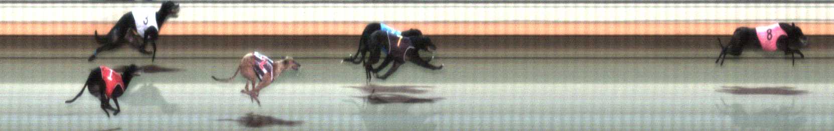 Photo finish for Warrnambool Race 8