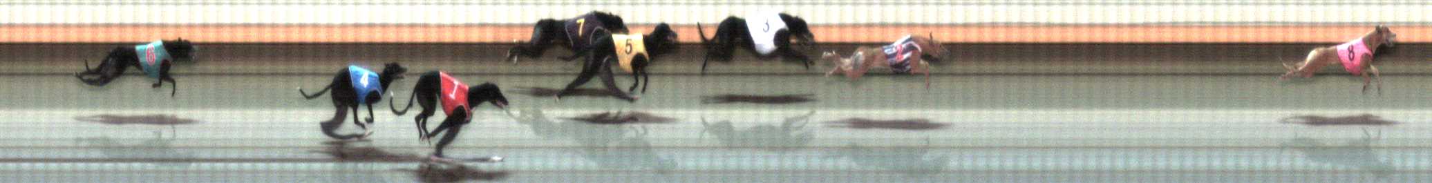 Photo finish for Warrnambool Race 9