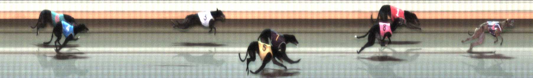 Photo finish for Warrnambool Race 11