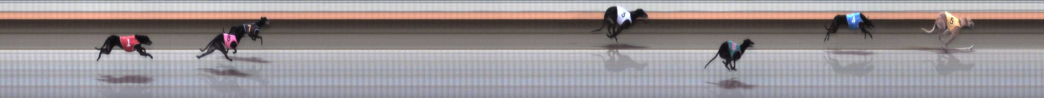 Photo finish for Warrnambool Race 1