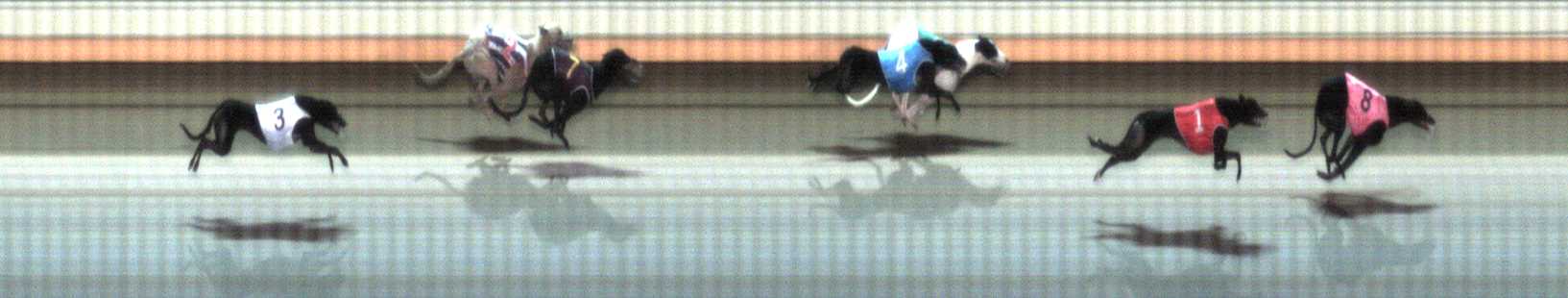 Photo finish for Warrnambool Race 5