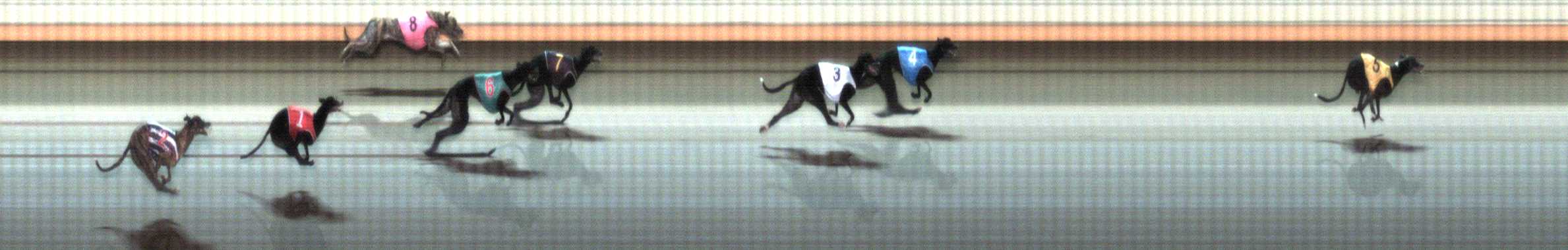 Photo finish for Warrnambool Race 7
