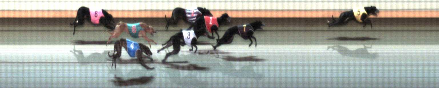 Photo finish for Warrnambool Race 8