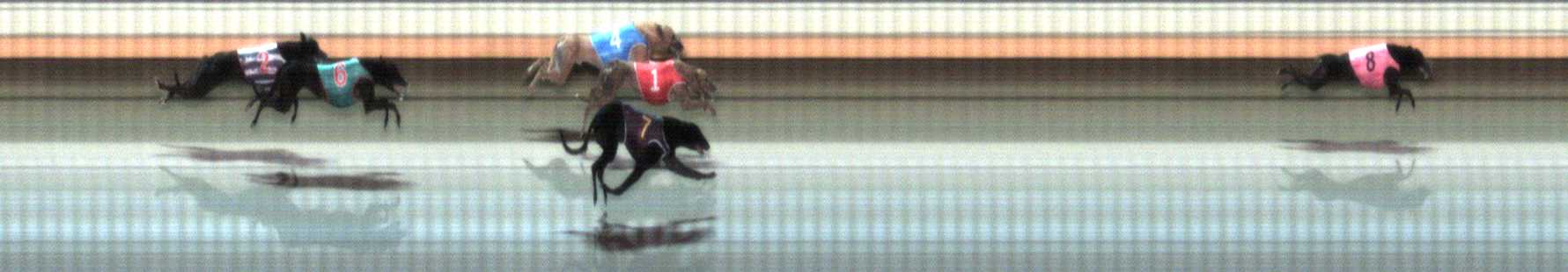 Photo finish for Warrnambool Race 9