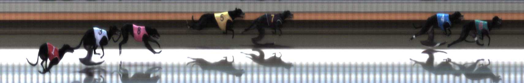 Photo finish for Warrnambool Race 1