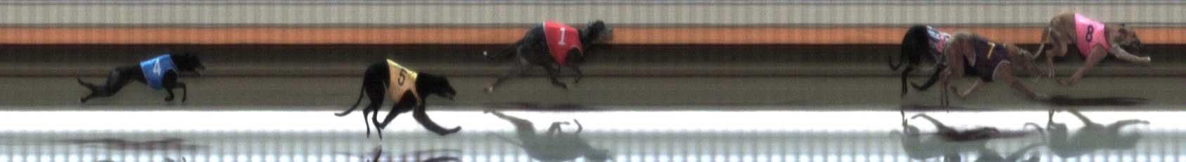Photo finish for Warrnambool Race 2