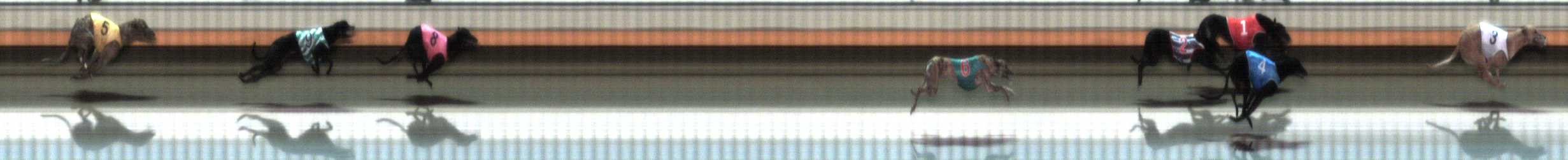 Photo finish for Warrnambool Race 4