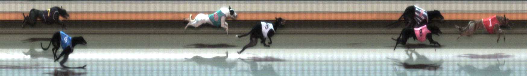 Photo finish for Warrnambool Race 9